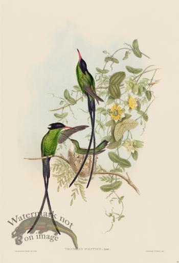 Gould Hummingbird 098